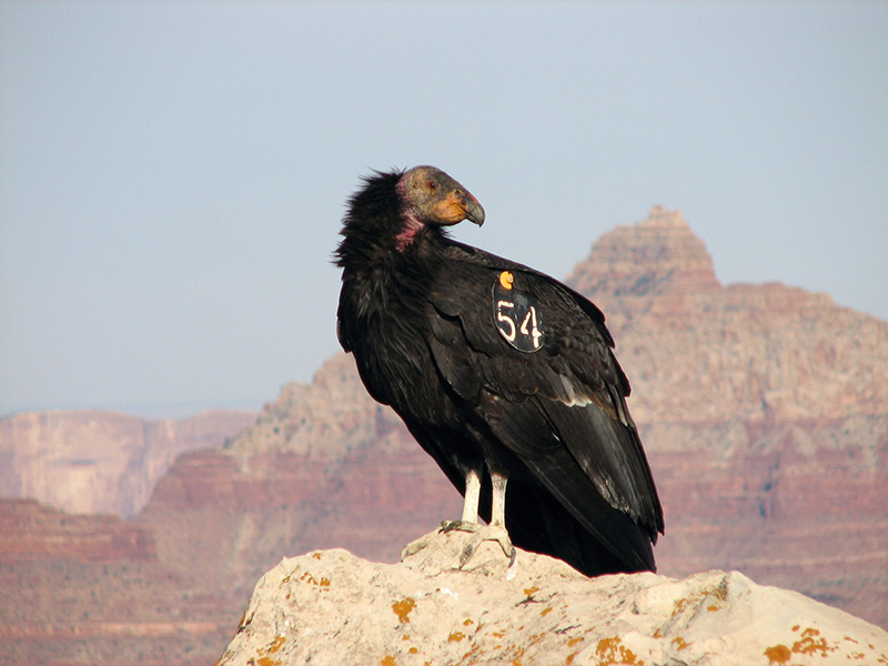 a large black bird sitting on top of a rock.