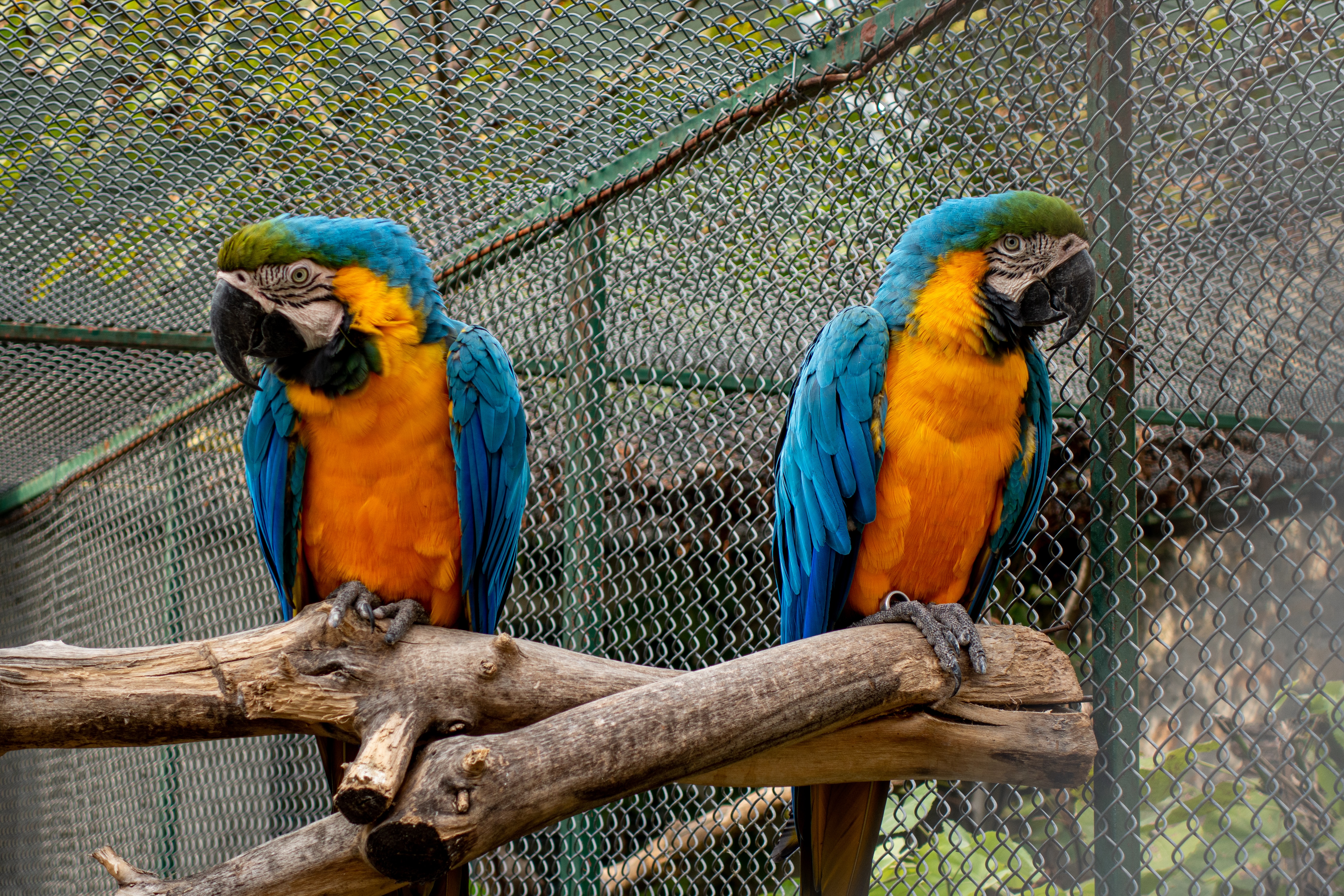 Two colorful parrots sitting on a tree branch facing away from each other.