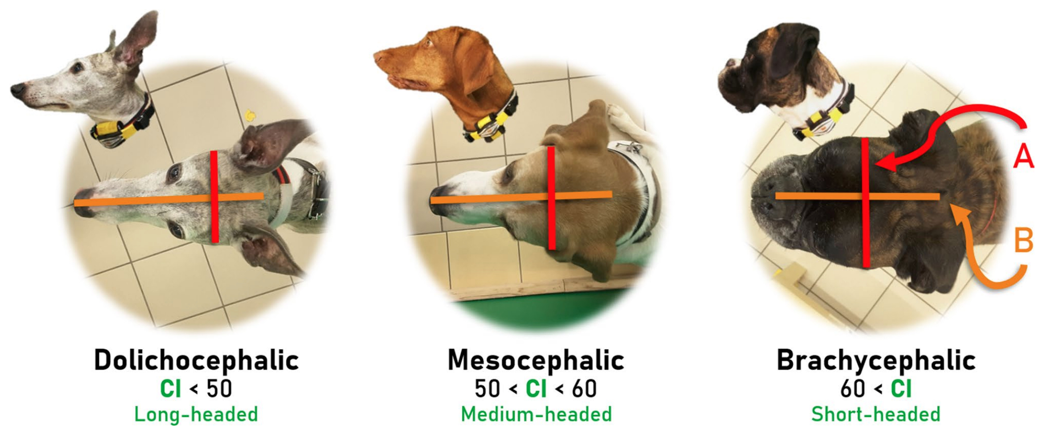 A diagram showing the different positions of a dog's head.