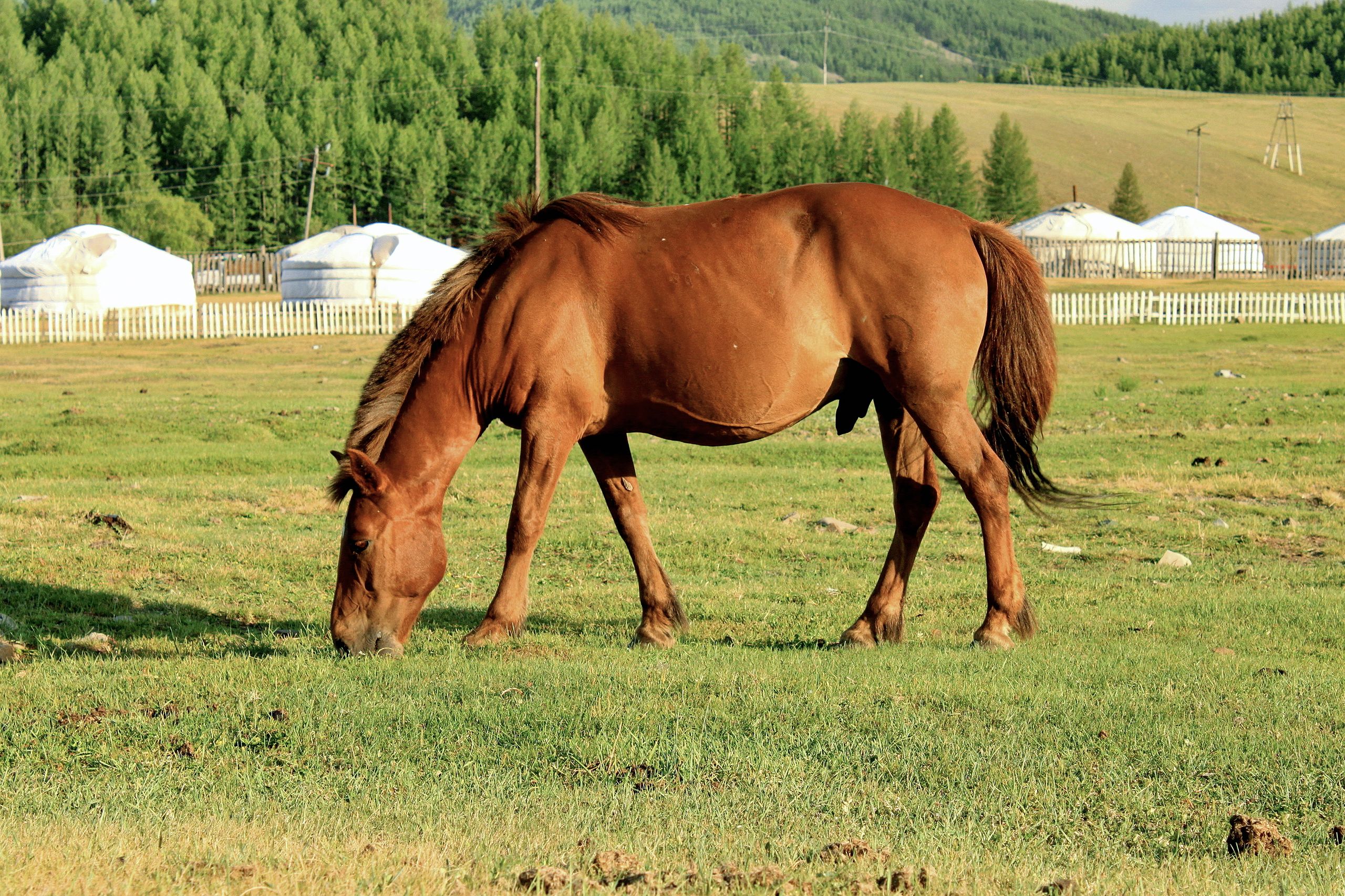 A Mongol horse grazing on a green field.