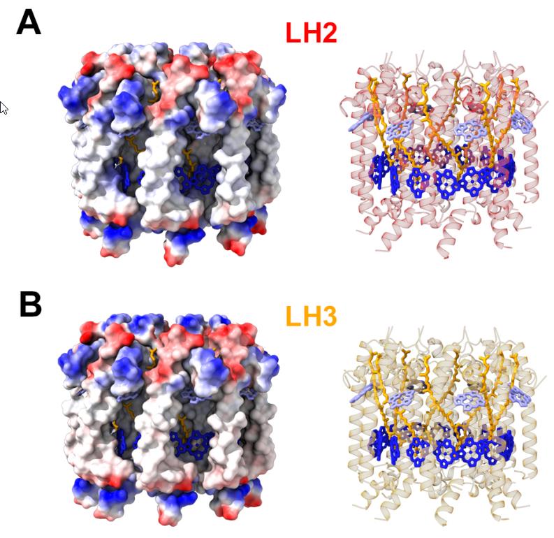 LH2 LH3 proteins structure density