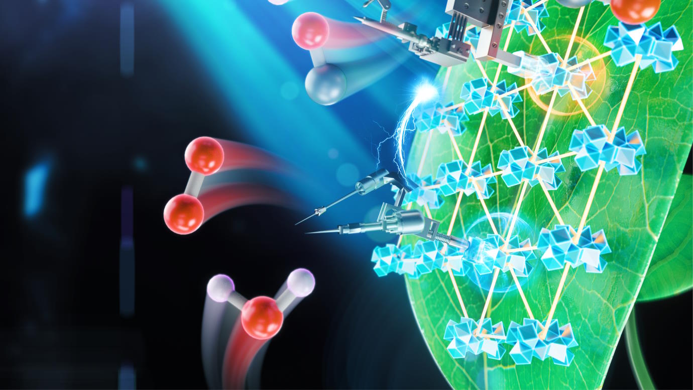 Chemists discover why photosynthetic light-harvesting is so