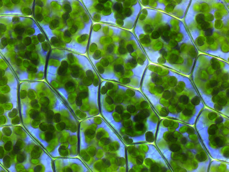 Chloroplasts within Plagiomnium affine plant cells