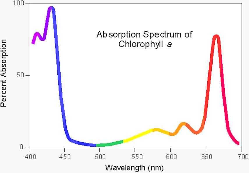 Chlorophyll a absorption spectrum
