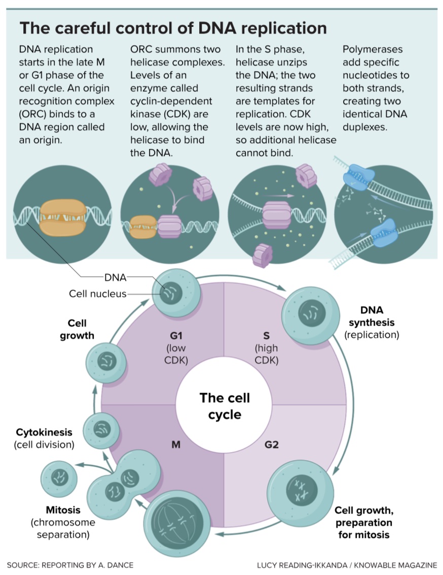 a diagram showing the stages of dna application.