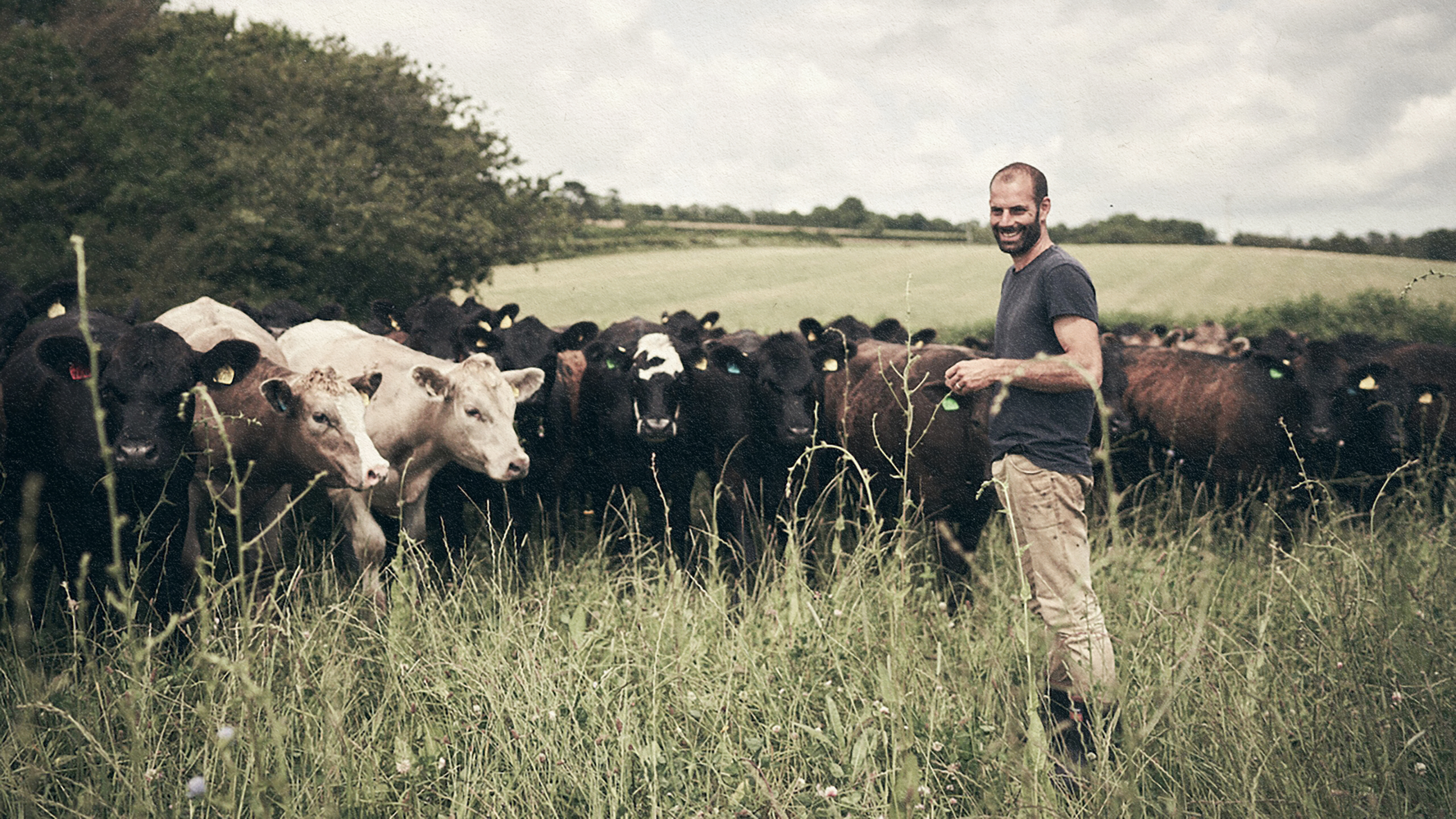 A man overseeing a herd of cows in an animal agriculture setting.