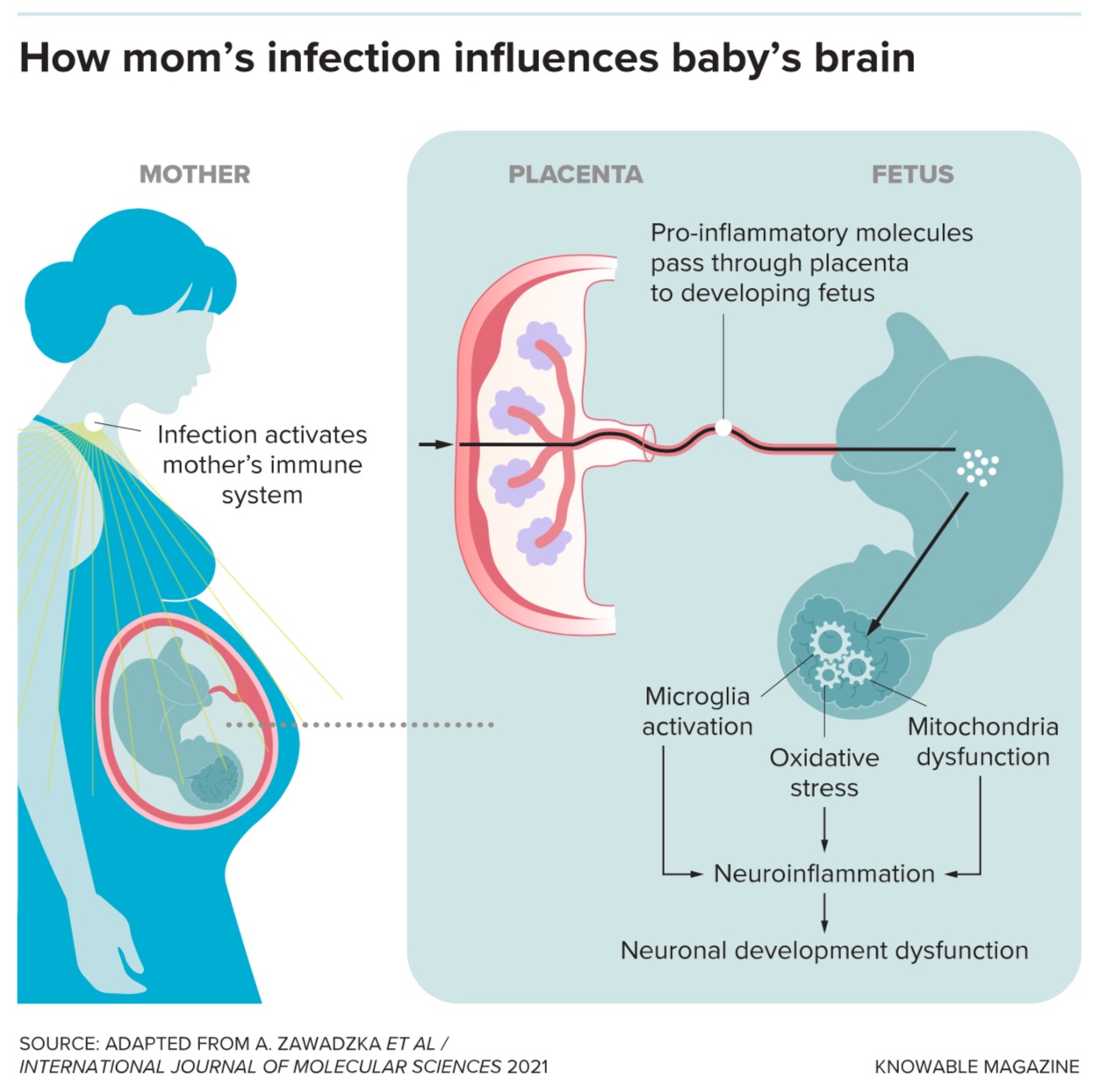 how mom's infection influences baby's brain.