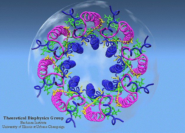 big illustration LH2 protein