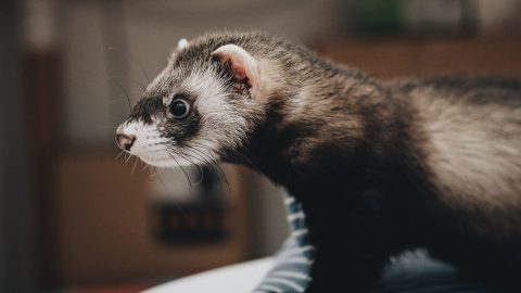 a ferret sitting on top of a blanket in a particle accelerator.