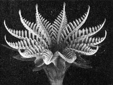 A black and white photo of a fern plant.