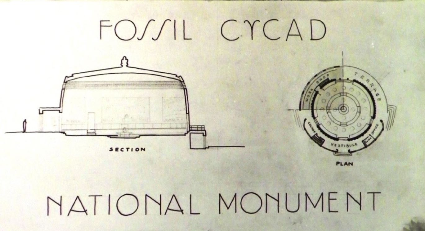 A drawing of the fossil cycad national monument.