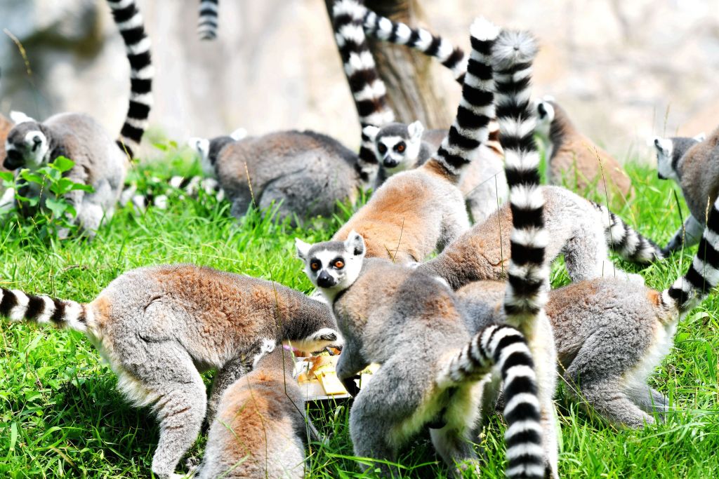A group of ring-tailed lemurs eating.