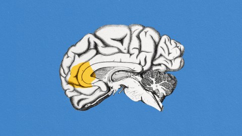This unique human brain structure may have given us speech - Big Think