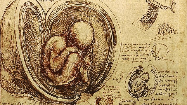 Leonardo da Vinci's fetal drawings.