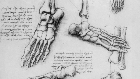 Anatomy of the foot by Leonardo da Vinci.