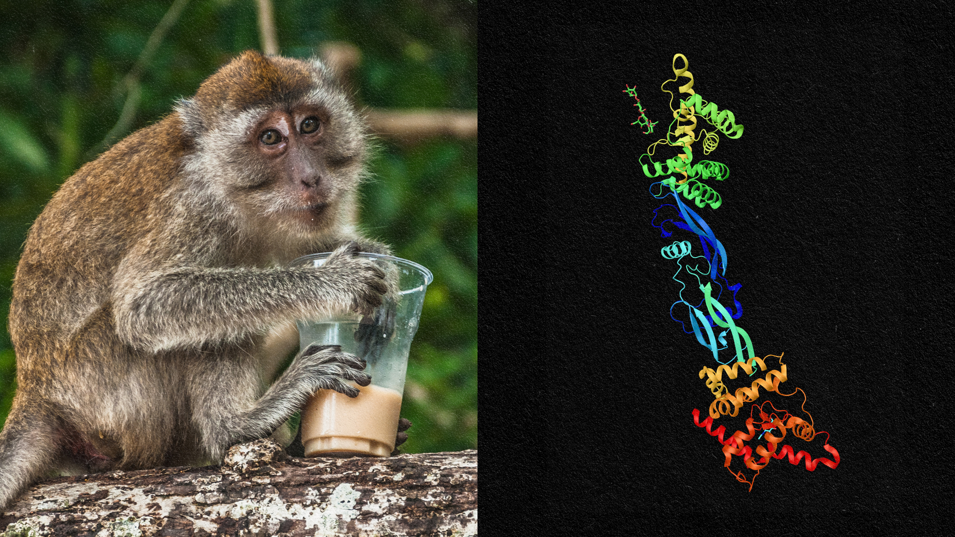 A monkey engaging in gene therapy.