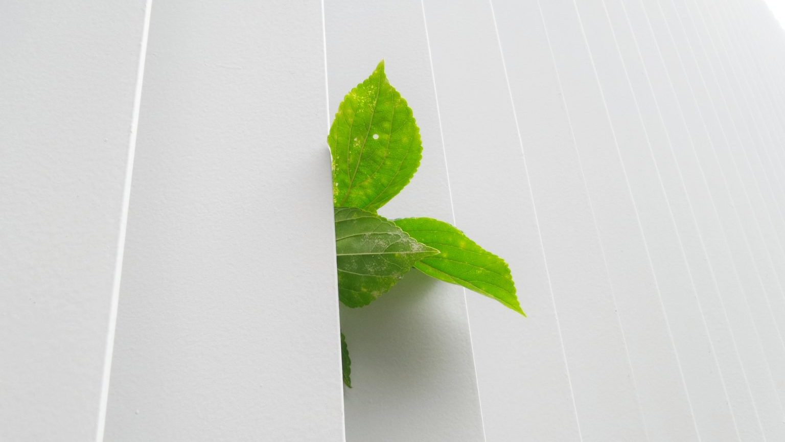 A green leaf peeking out of a white blind.