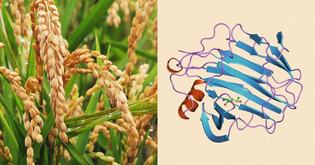 Scientists bioengineer plants to have an animal-like immune system thumbnail