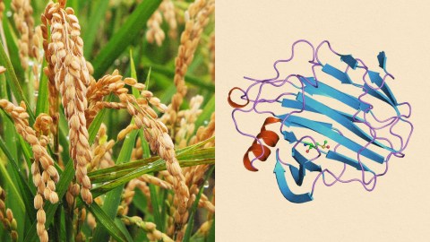 A comparison of two rice plants focusing on their immunity.
