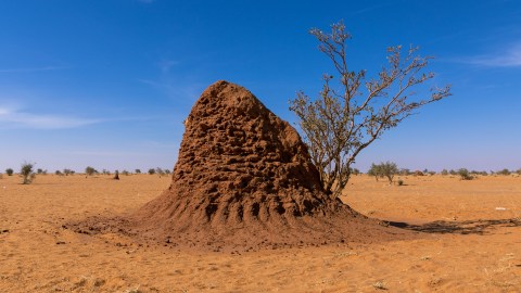 A termite mound