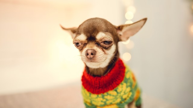 A chihuahua dog wearing a sweater