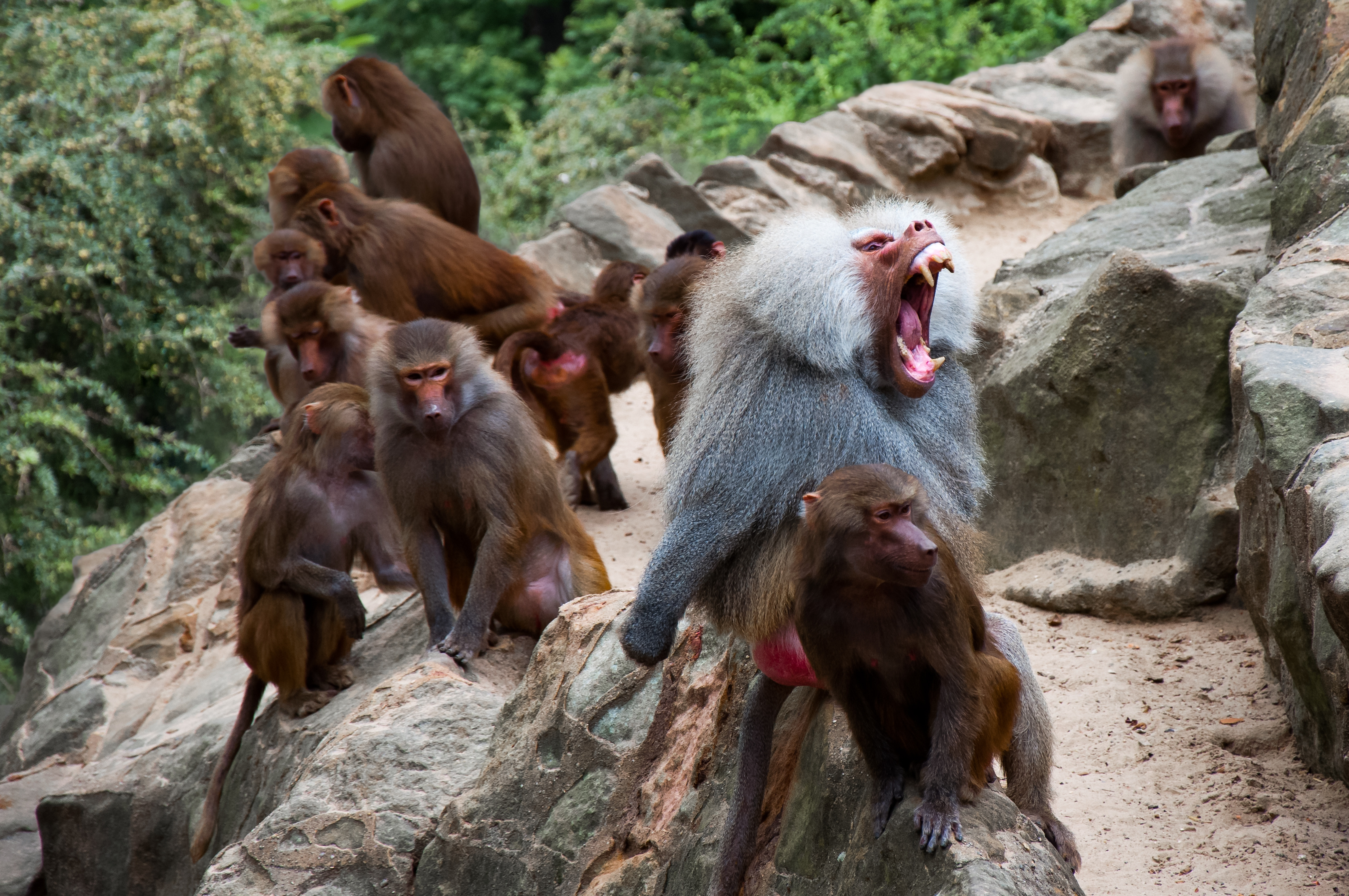 A male baboon bears his teeth among his troop.