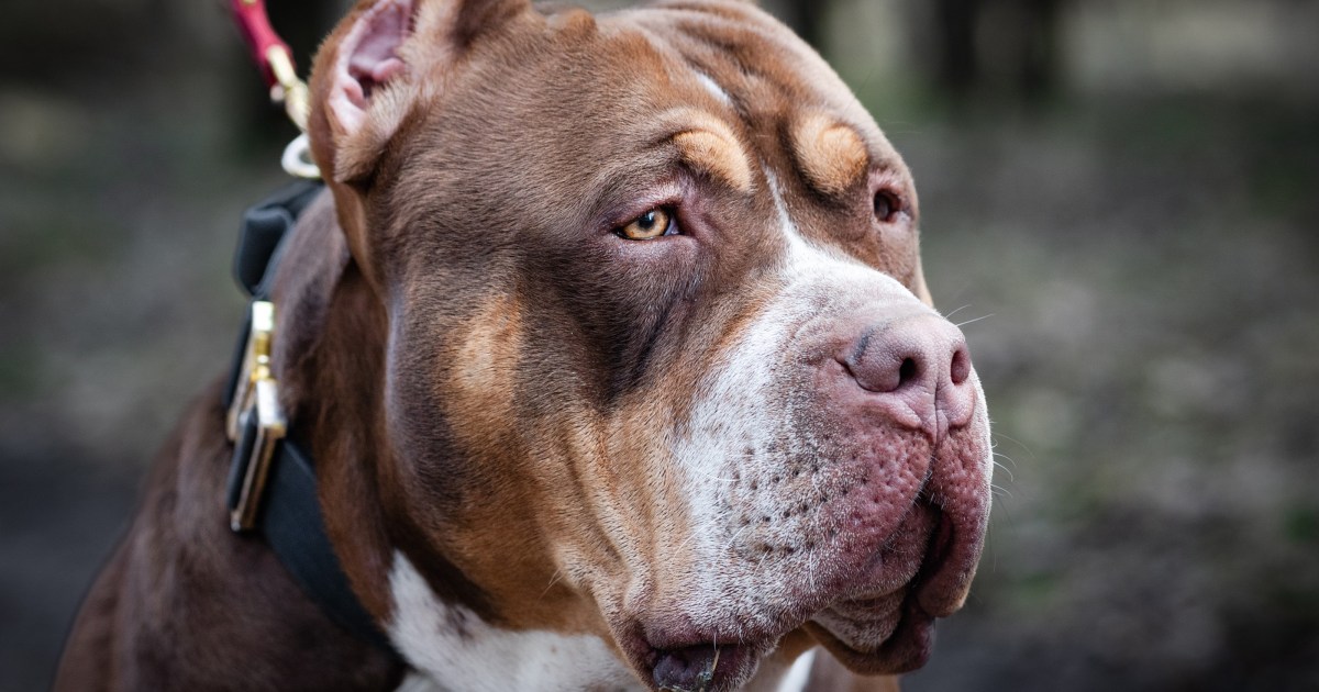 XL bully dogs to be banned from end of this year