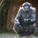 A chimpanzee is sitting on a rock.