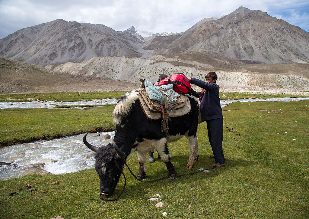A man standing next to an ox with a backpack on it.