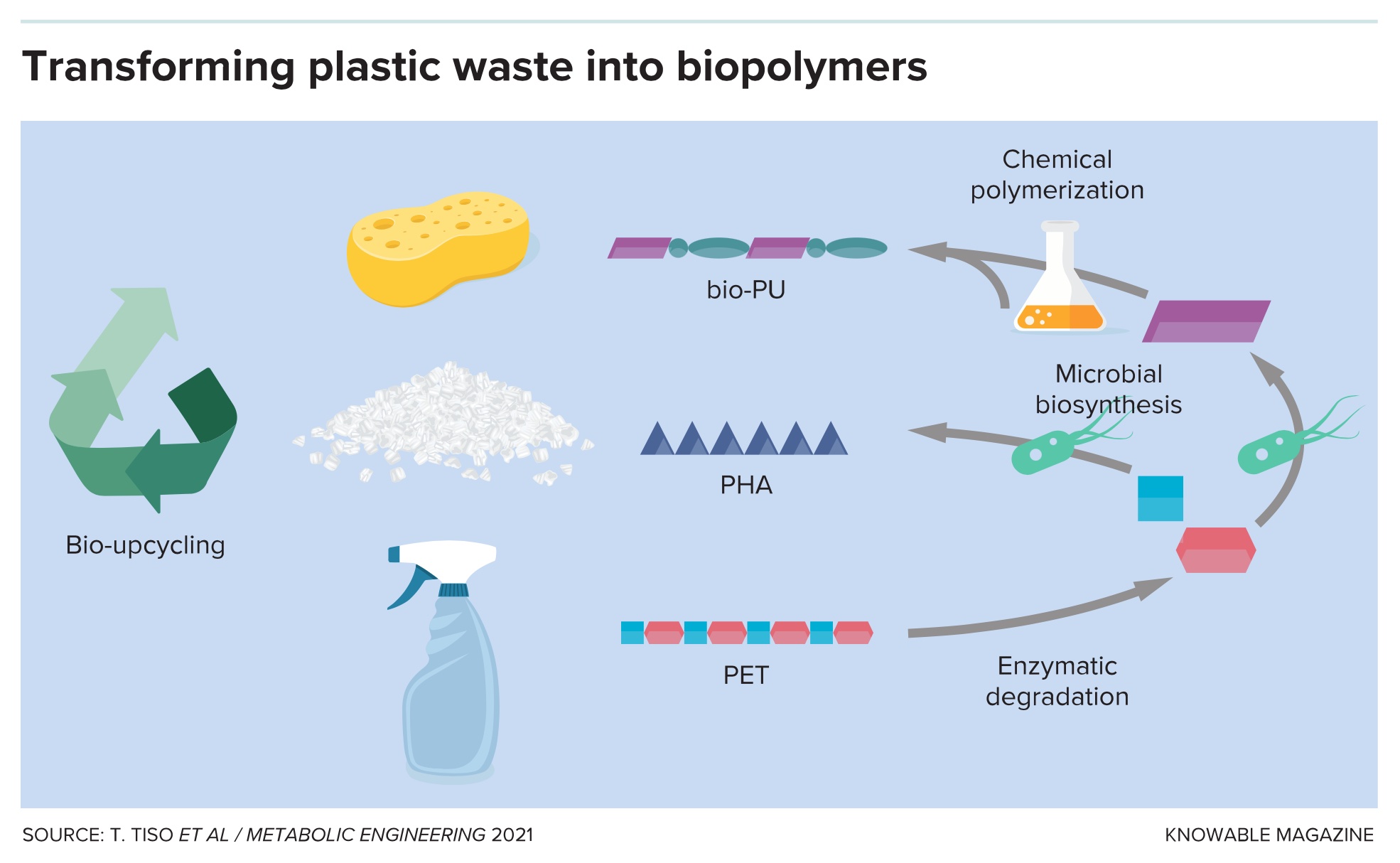 Recycling plastic waste by transforming it into biopolymers.