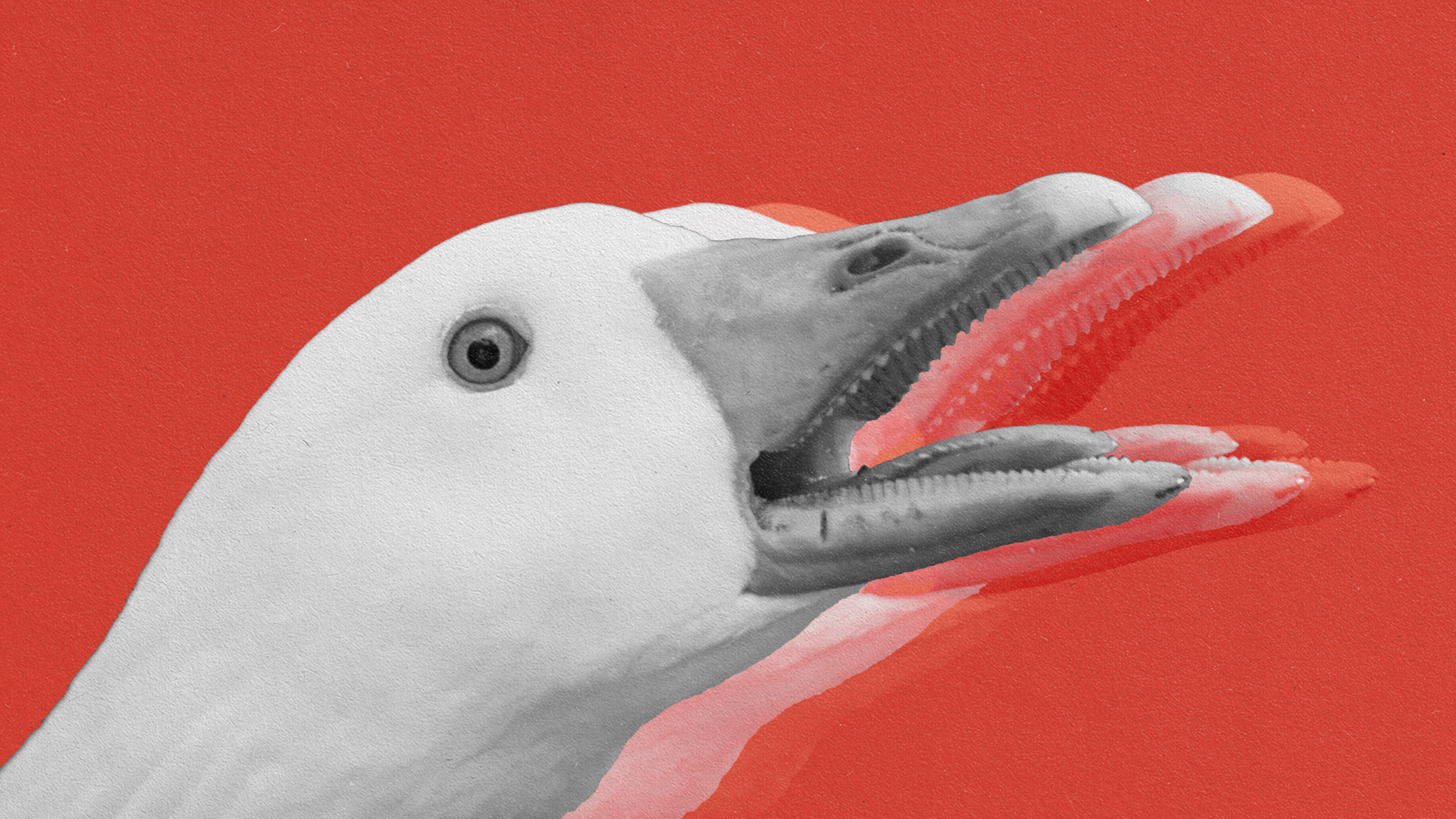 A red background with a white goose in a state of amygdala hijack, mouth agape.