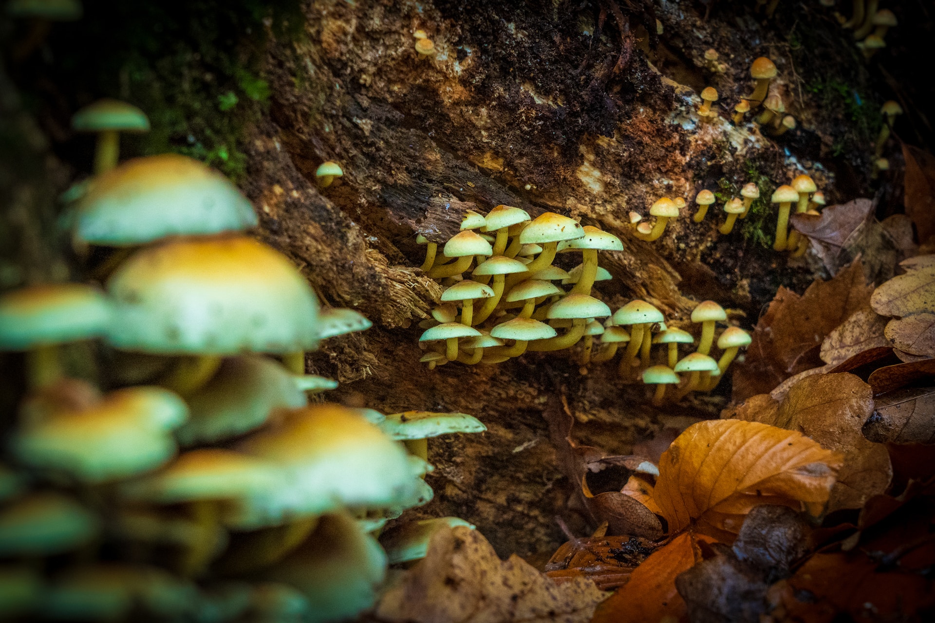 A group of psychotropic mushrooms growing on a tree stump.