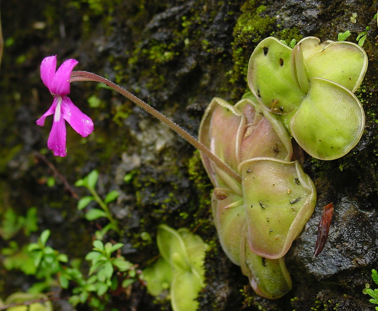 A pink flower growing out of a mossy rock.