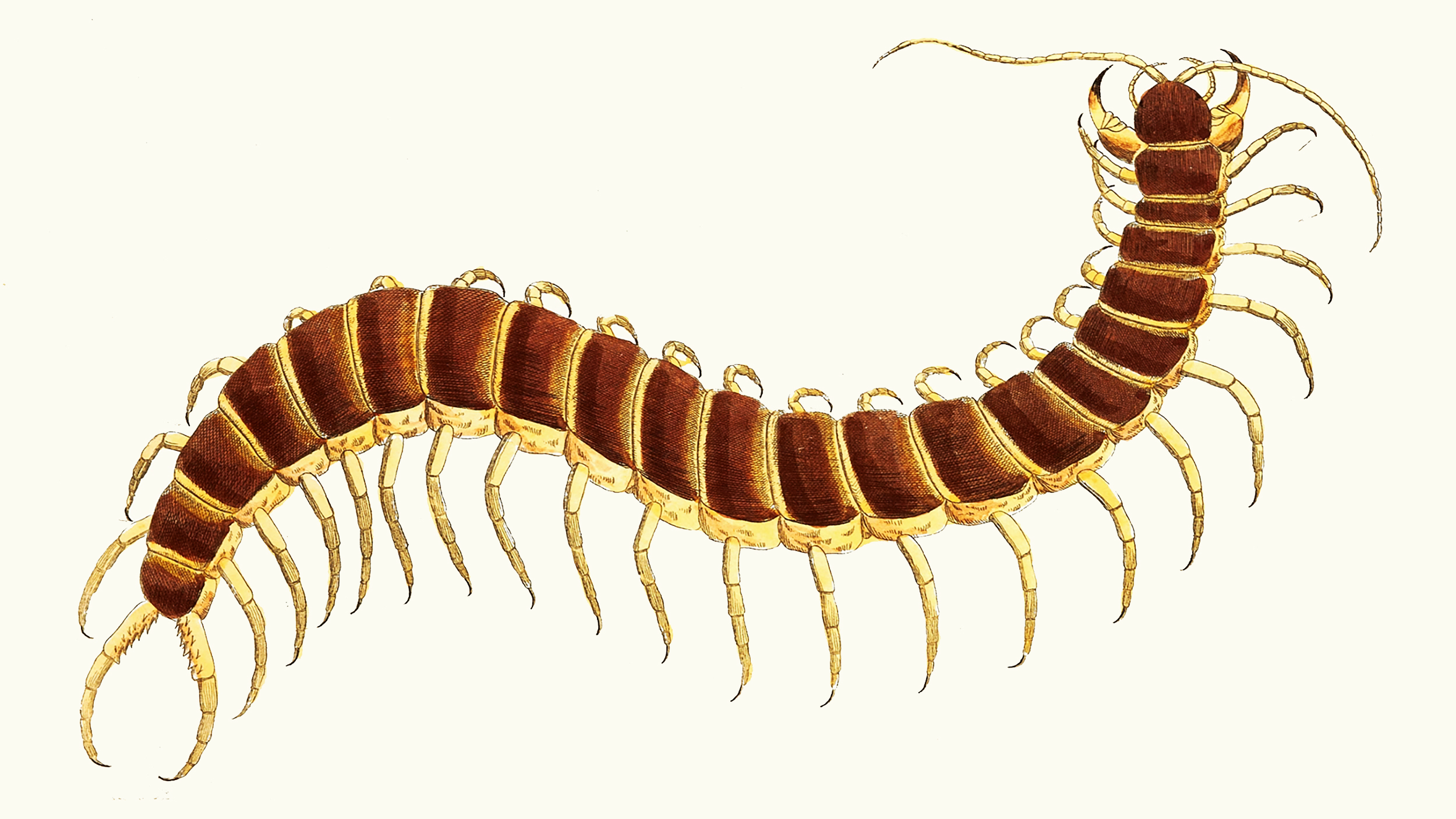 An intricate illustration featuring the centipede's dilemma on a blank white canvas.