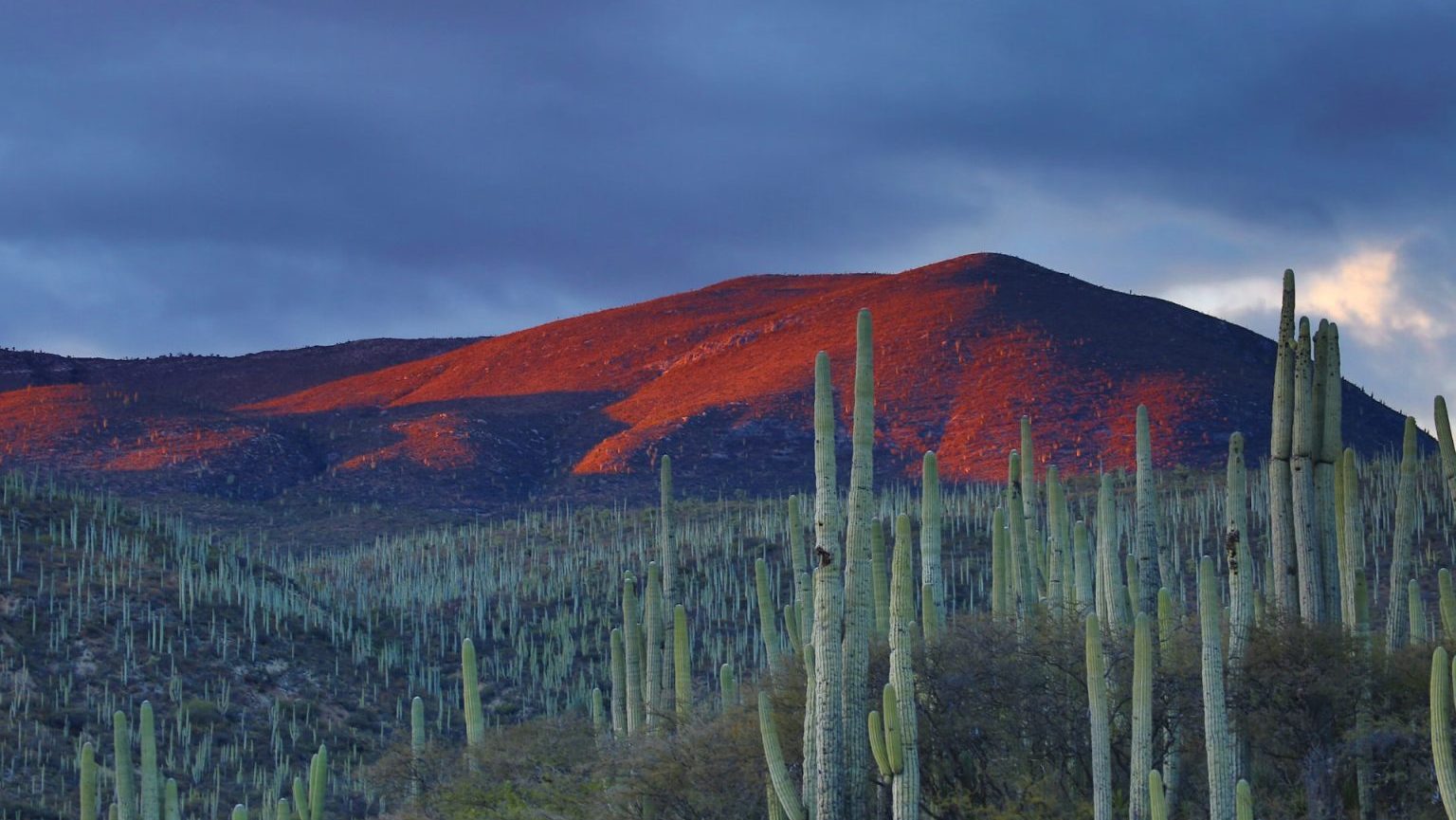 A mountain with saguaro cactus in the background.