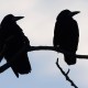 Two crows perched on a branch.