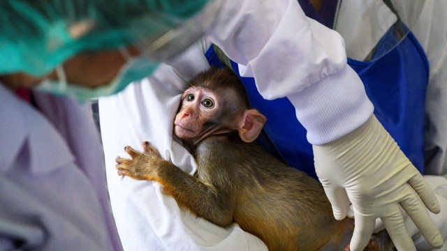 A monkey being held by a person in a lab coat.
