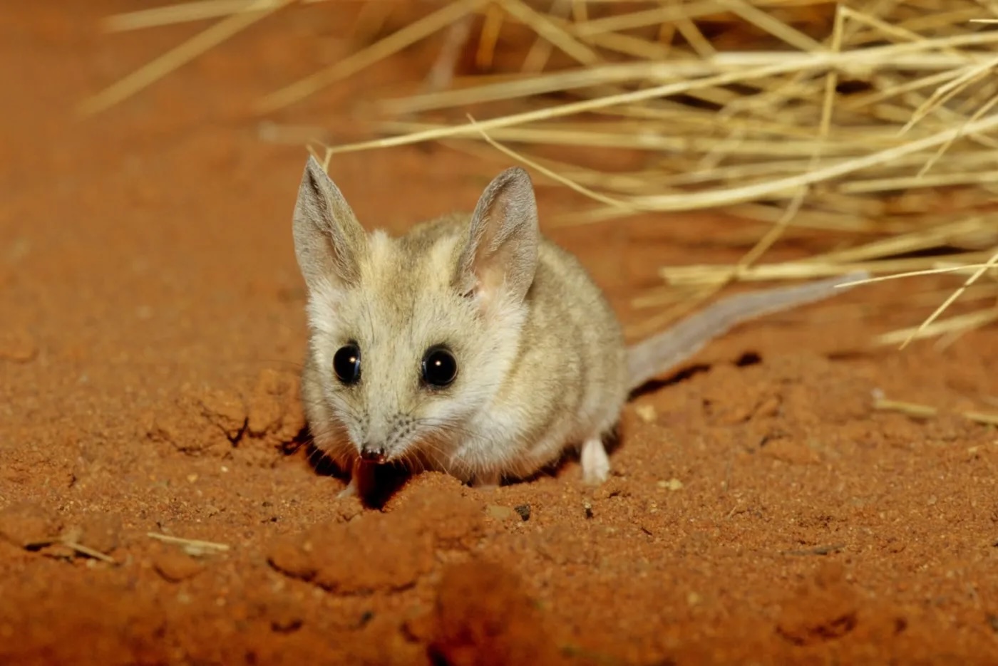 A small mouse is standing in the dirt.