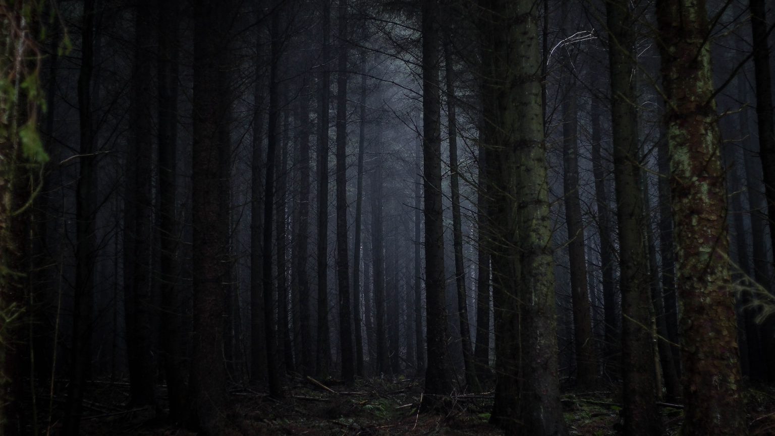An image of a dark forest at night infused with the mysterious aura of the Bell Witch.