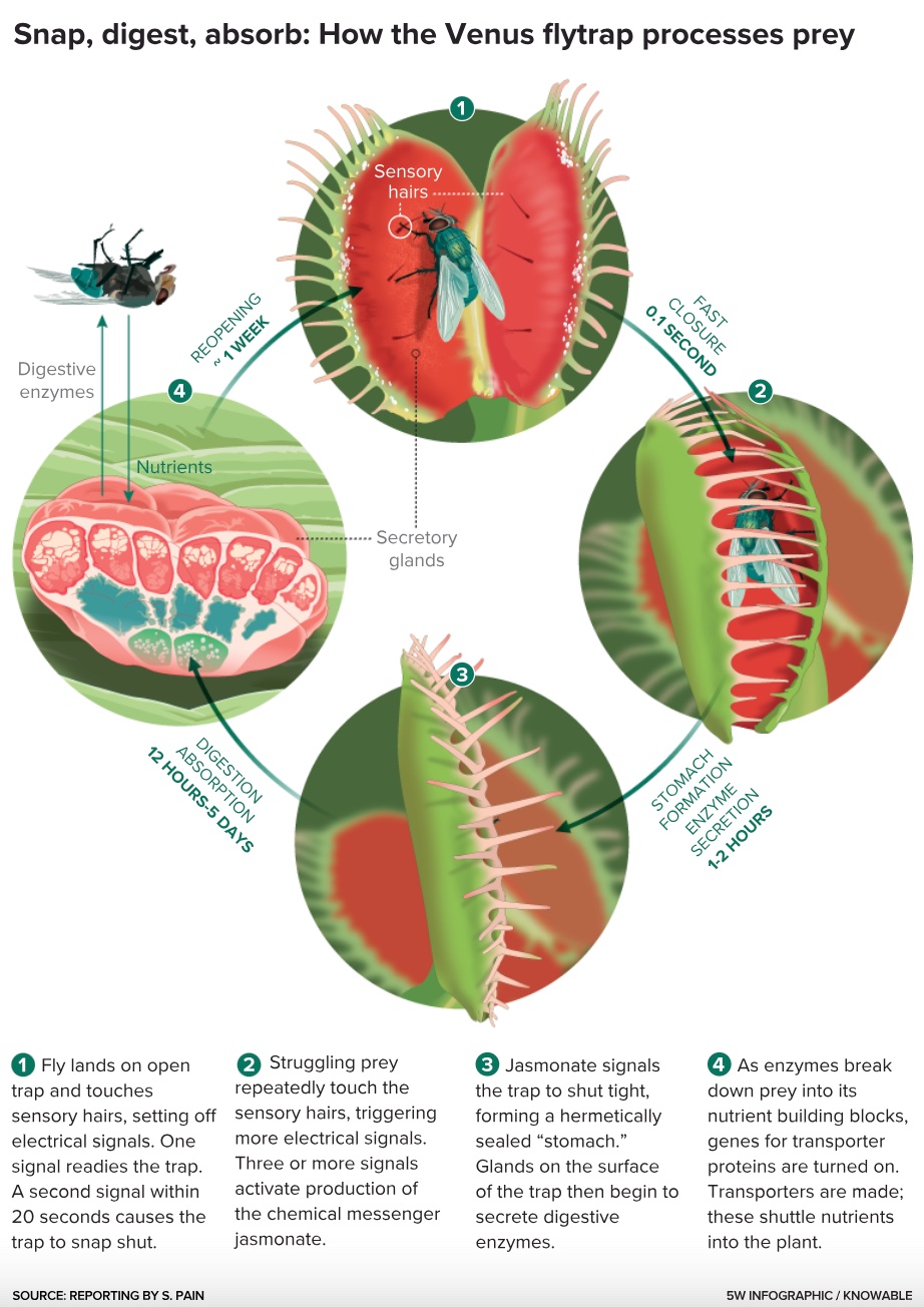 A diagram showing the process of a venus flytrap.