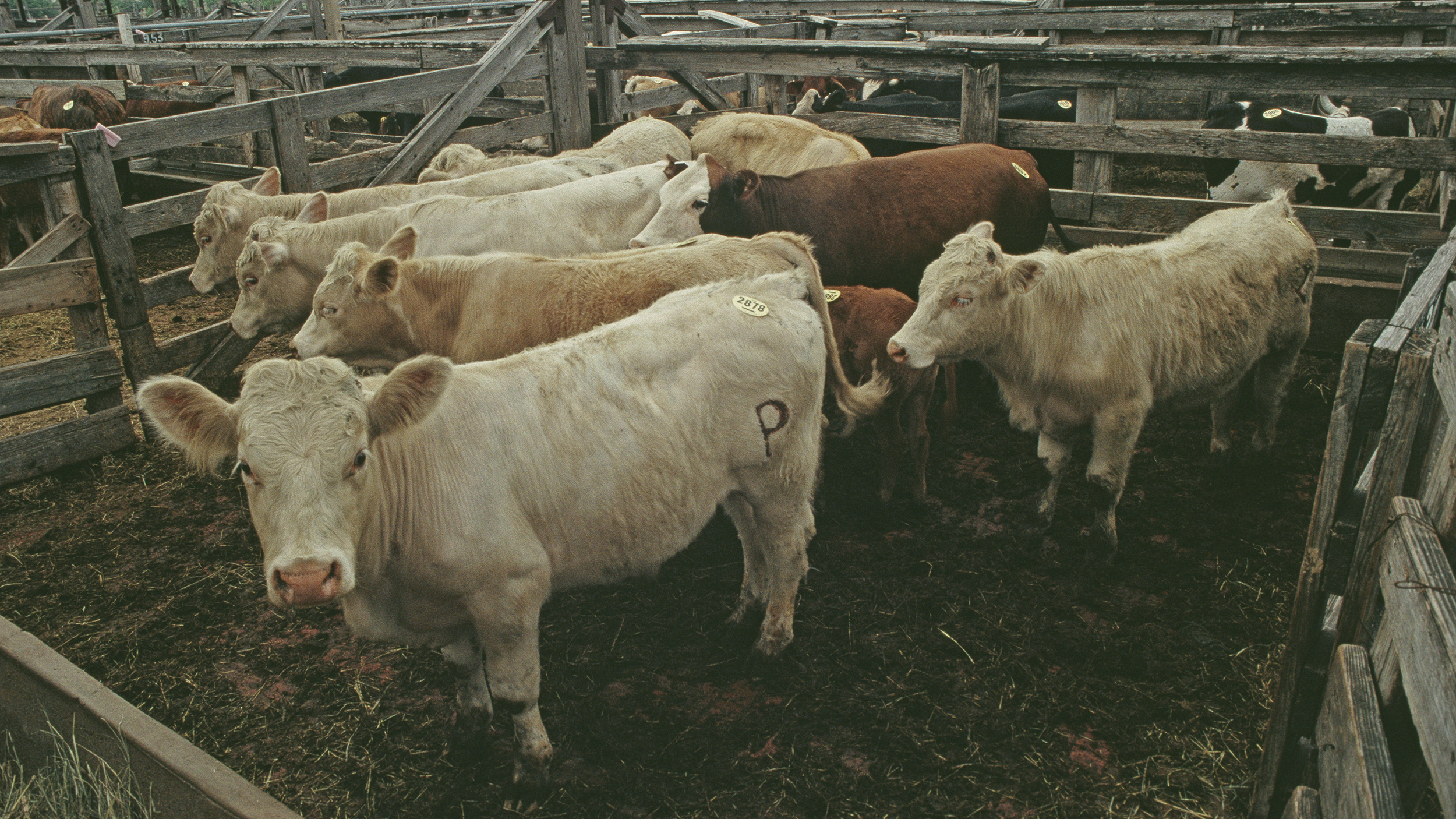 A group of cows in a pen, demonstrating the peaceful coexistence of farm animals.