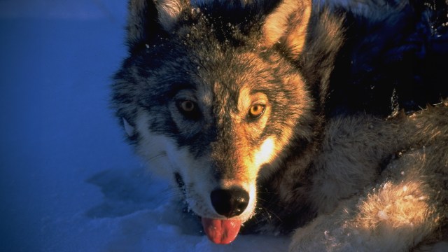 A wolf is laying in the snow with its tongue out.