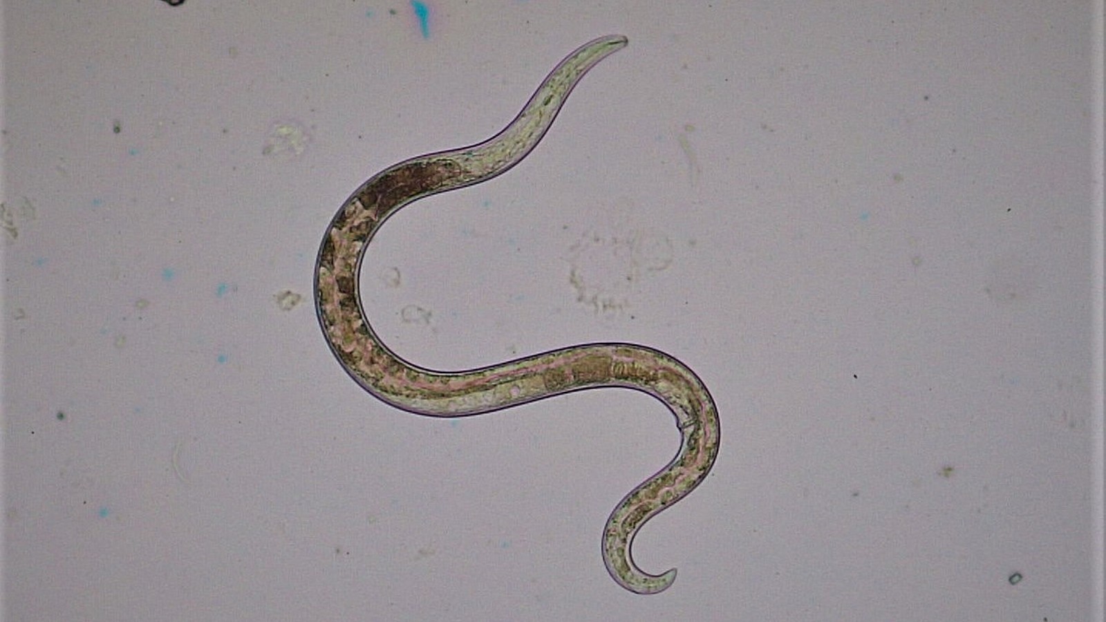 An image of a small worm on a white surface.