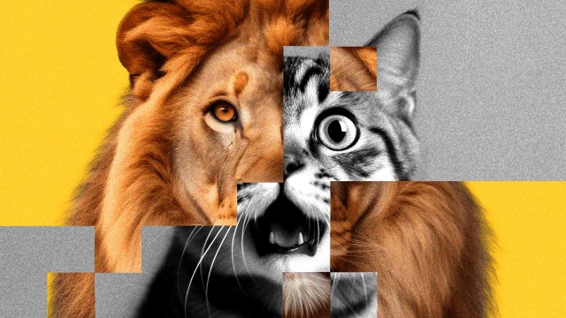 An image of a cat / lion.