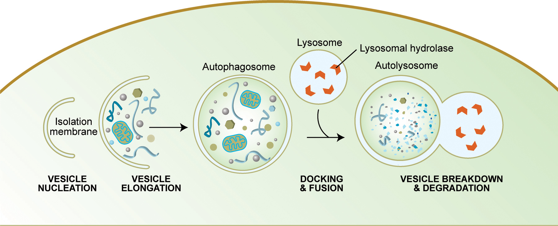 A diagram showing the stages of autophagy