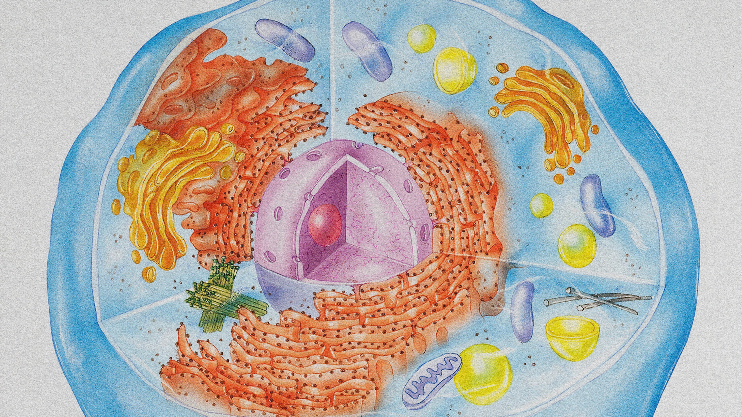 A drawing of a cell highlighting various organelles.