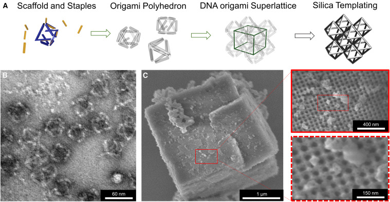Images of the DNA-glass framework.