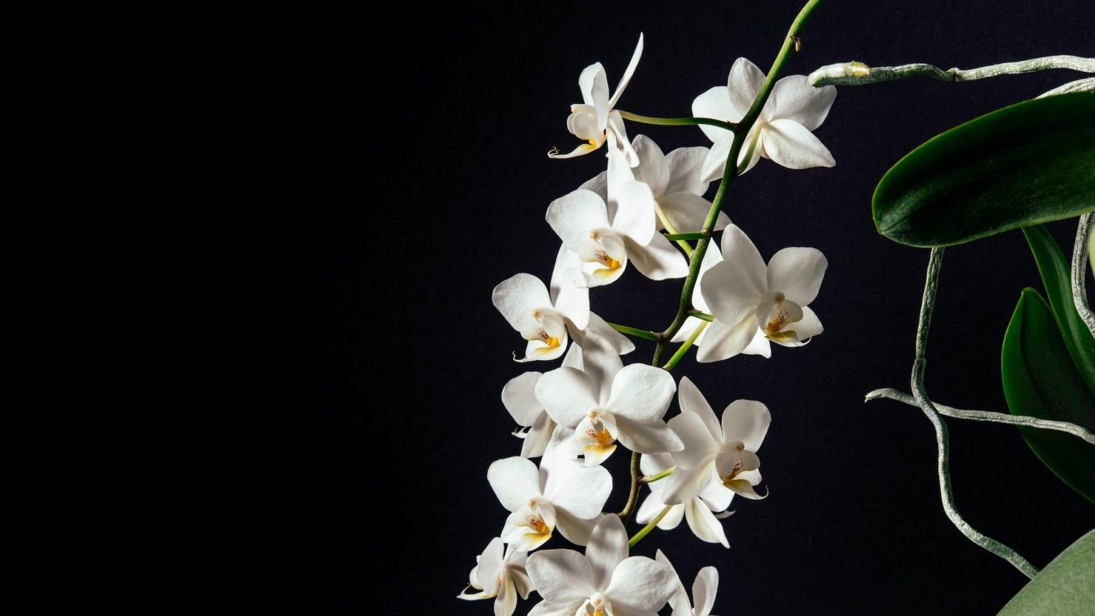 White orchids on a black background.