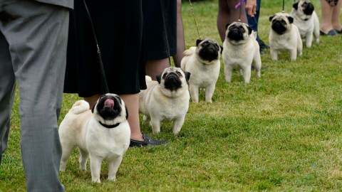 A group of adorable pugs on a leash.