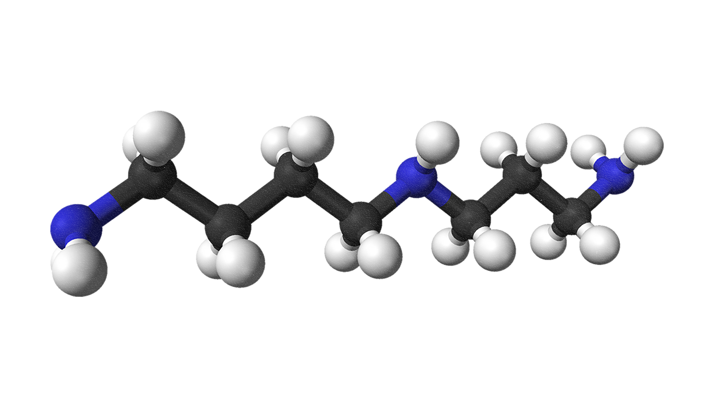 A spermidine molecule model.